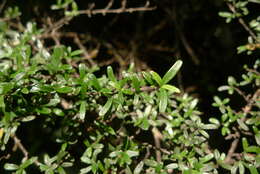 Image of Coprosma microcarpa Hook. fil.