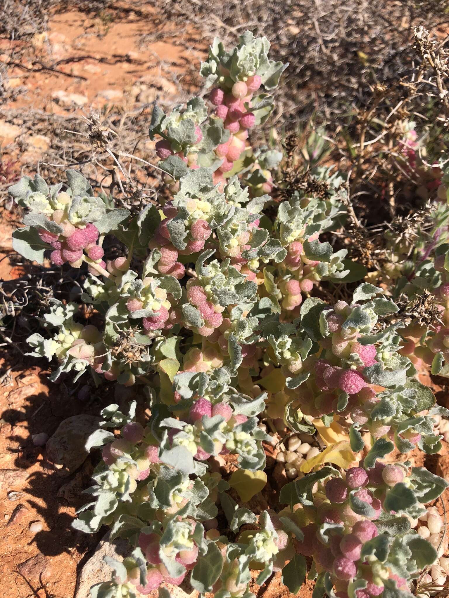 Plancia ëd Atriplex holocarpa F. Müll.