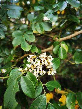 Image of Dalbergia benthamii Prain