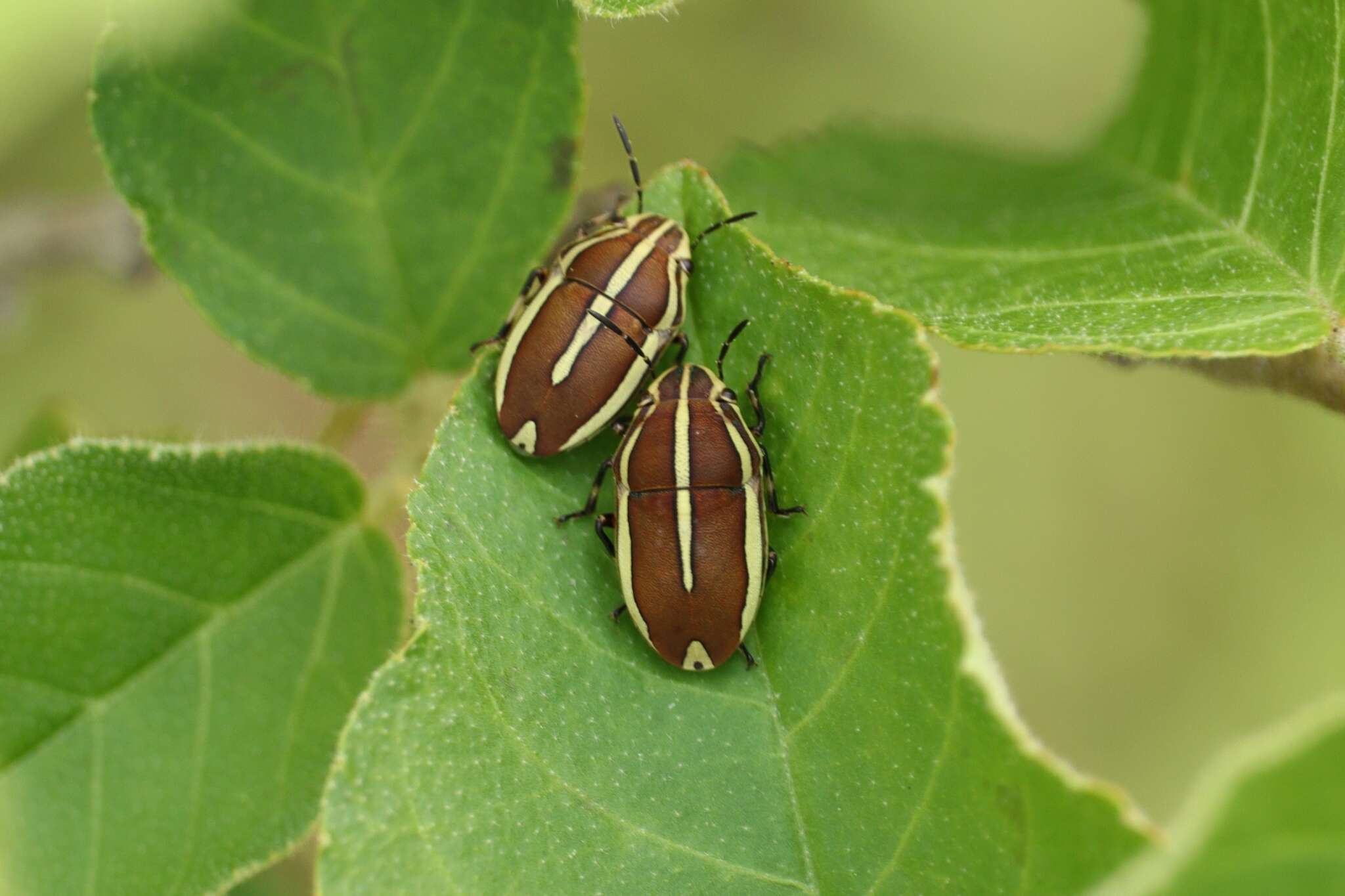 Image of <i>Agonosoma flavolineata</i> Laporte de Castelnau 1833