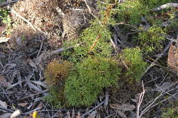 Imagem de Isopogon ceratophyllus R. Br.