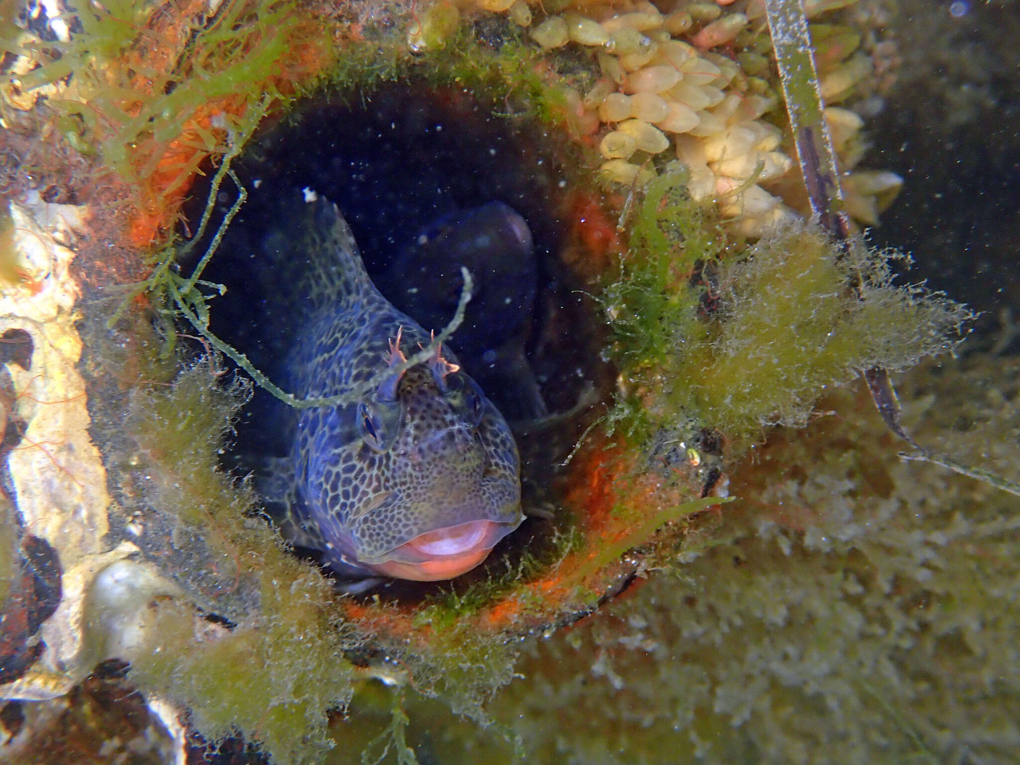 Imagem de Hypsoblennius gentilis (Girard 1854)