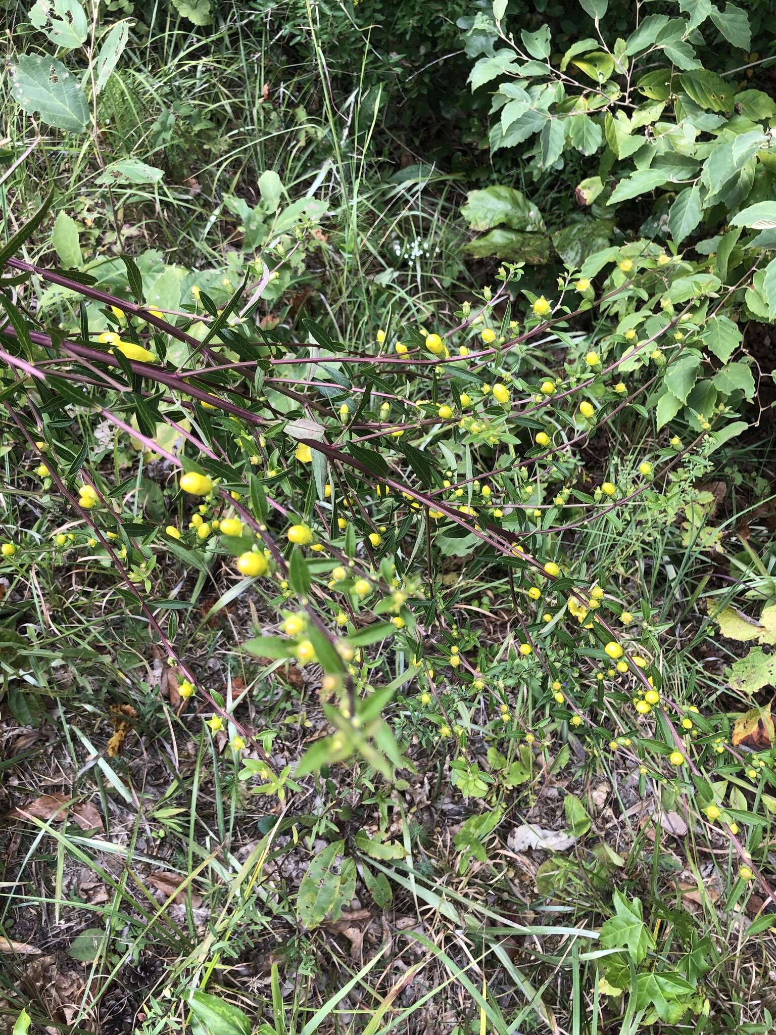 Image of largeflower yellow false foxglove