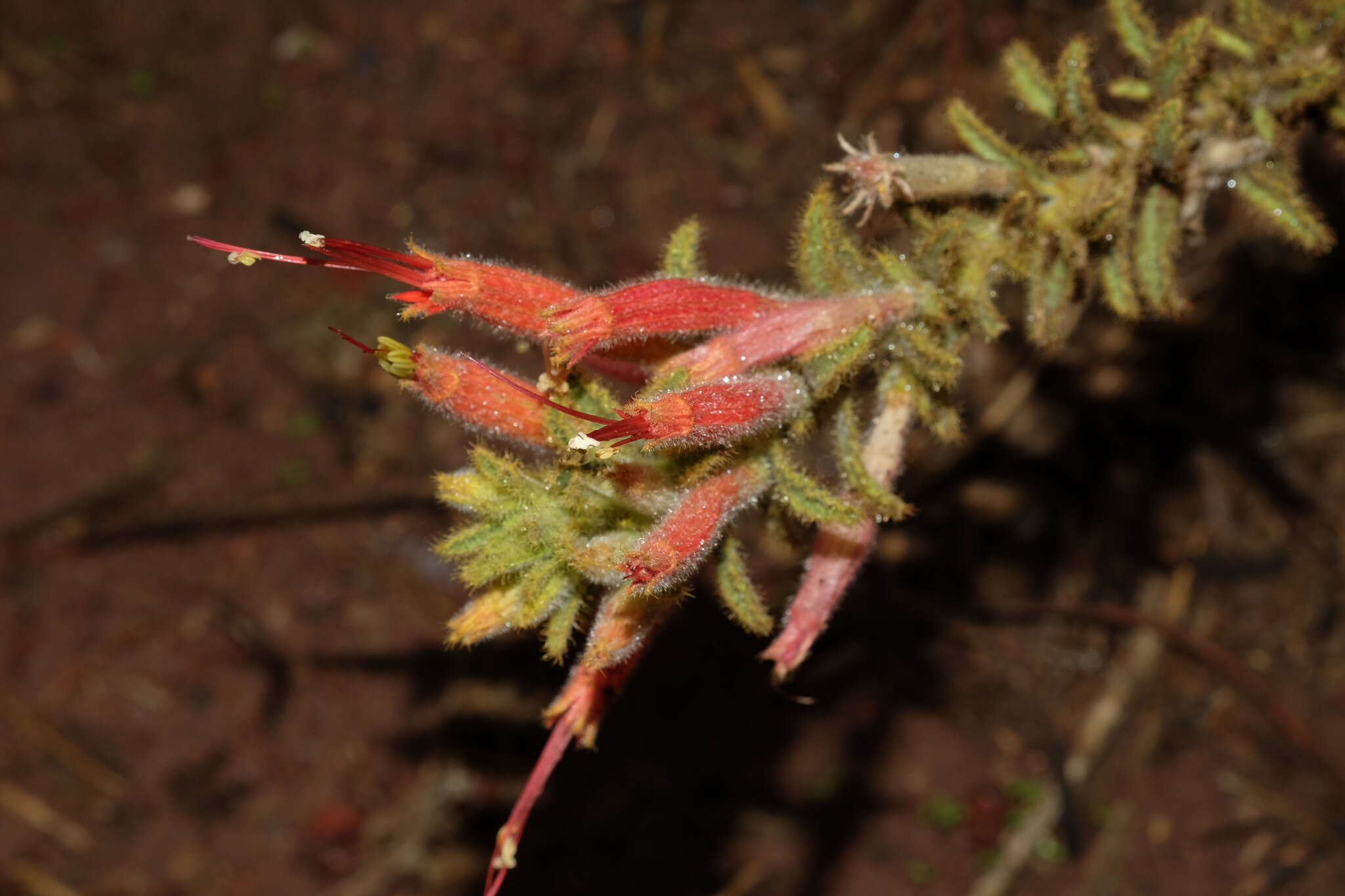 Image of Malesherbia ardens Macbride