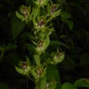 Image of Habenaria digitata Lindl.