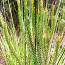 Image of Epacris pauciflora A. Rich.