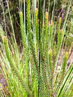 Image of Epacris pauciflora A. Rich.