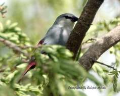 Image of Lavender Waxbill