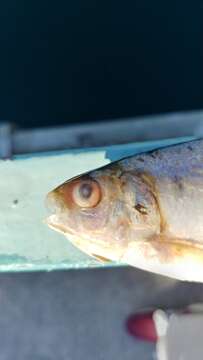 Image of Japanese gizzard shad