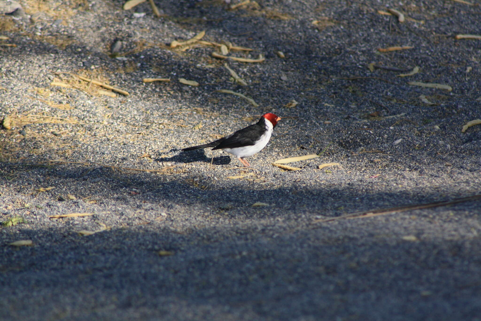 Image of Yellow-billed Cardinal