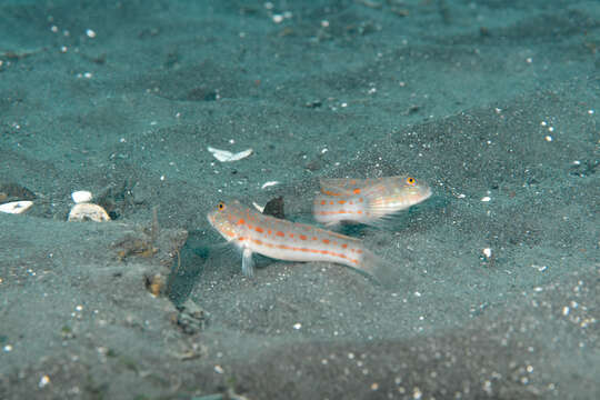 Image of Maiden goby