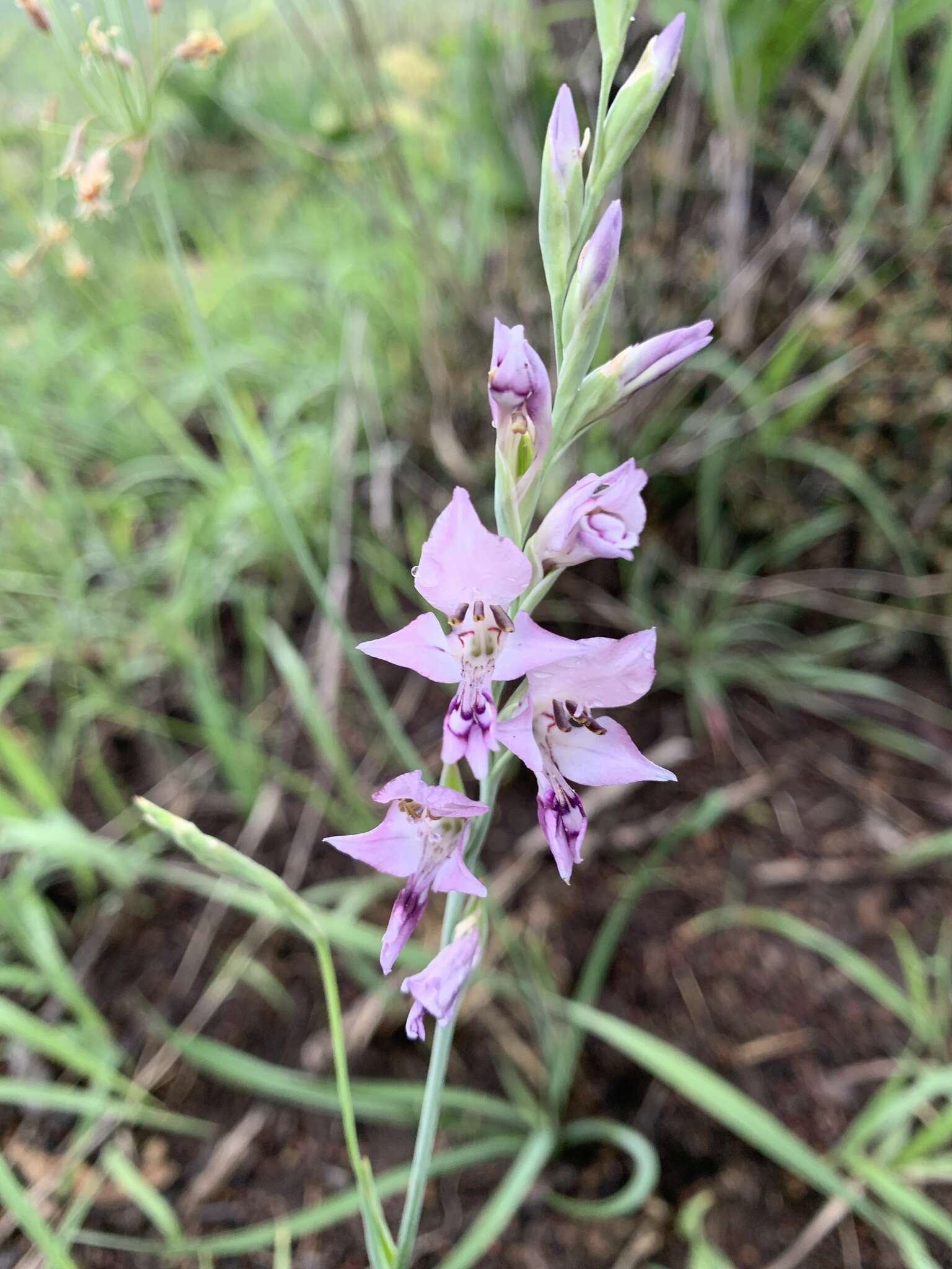 Gladiolus oatesii Rolfe resmi