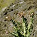 Image of Wahlenbergia berteroi Hook. & Arn.