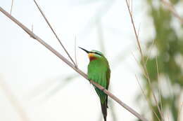 Image of Blue-cheeked Bee-eater