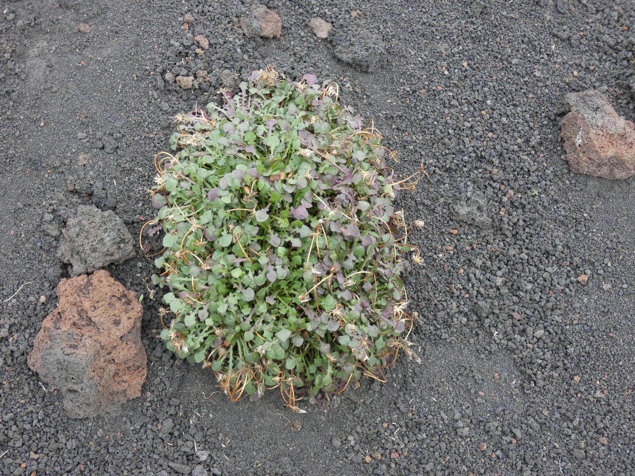 Image of Hypochaeris robertia (Sch. Bip.) Fiori