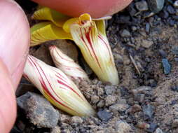 Imagem de Oxalis grammopetala Sond.