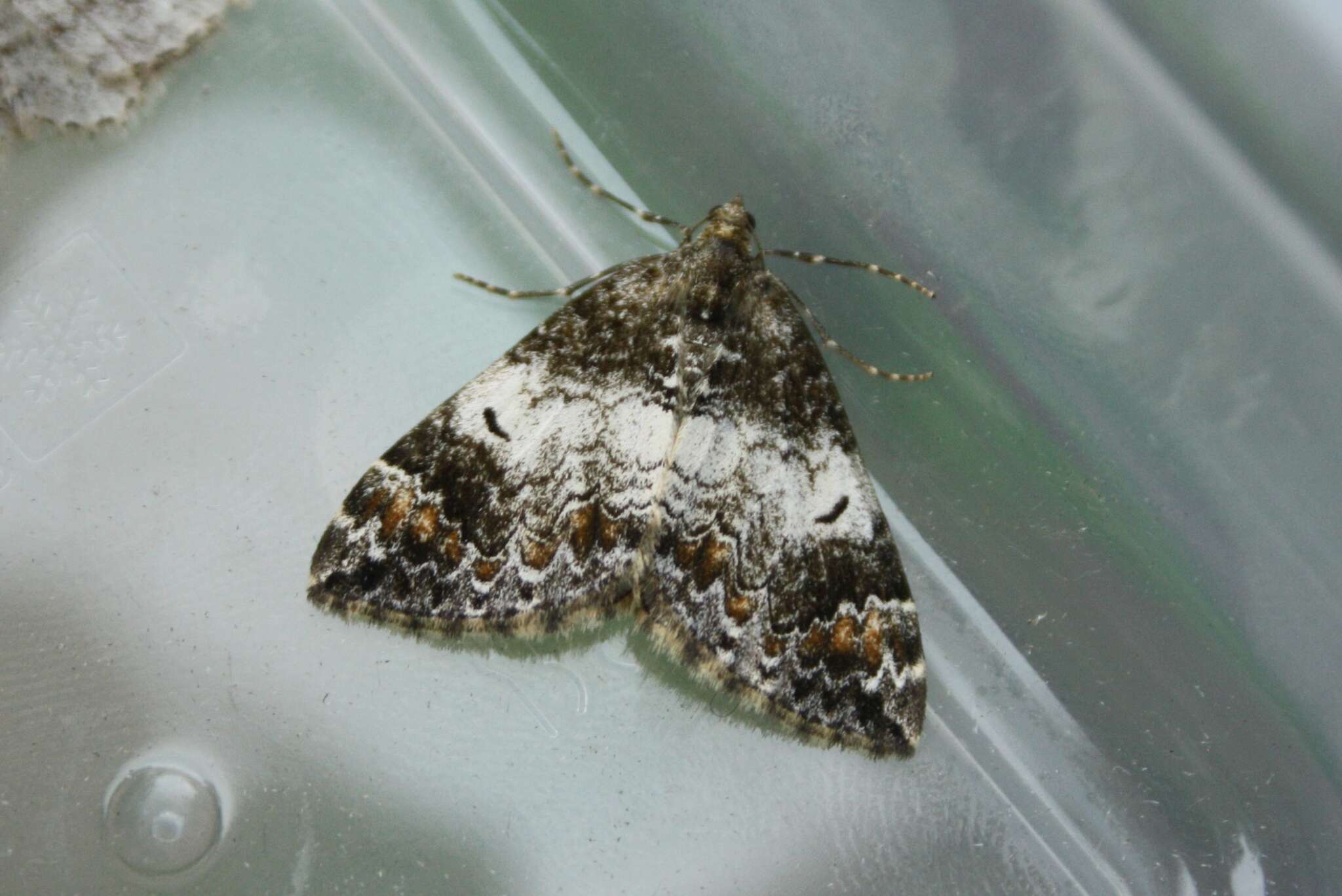 Image of common marbled carpet