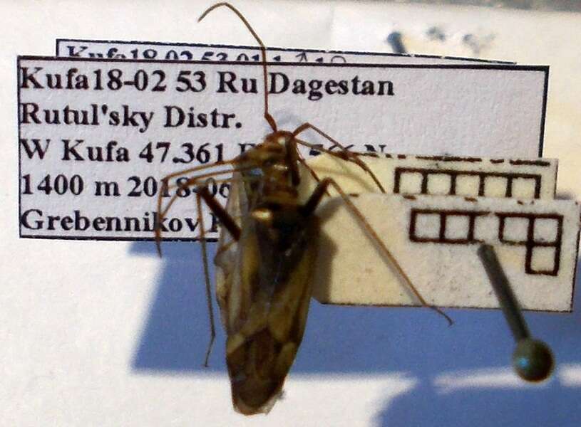 Sivun Adelphocoris ticinensis (Meyer-Dur 1843) kuva