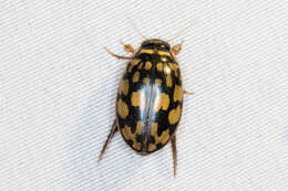 Image of Sunburst Diving Beetle