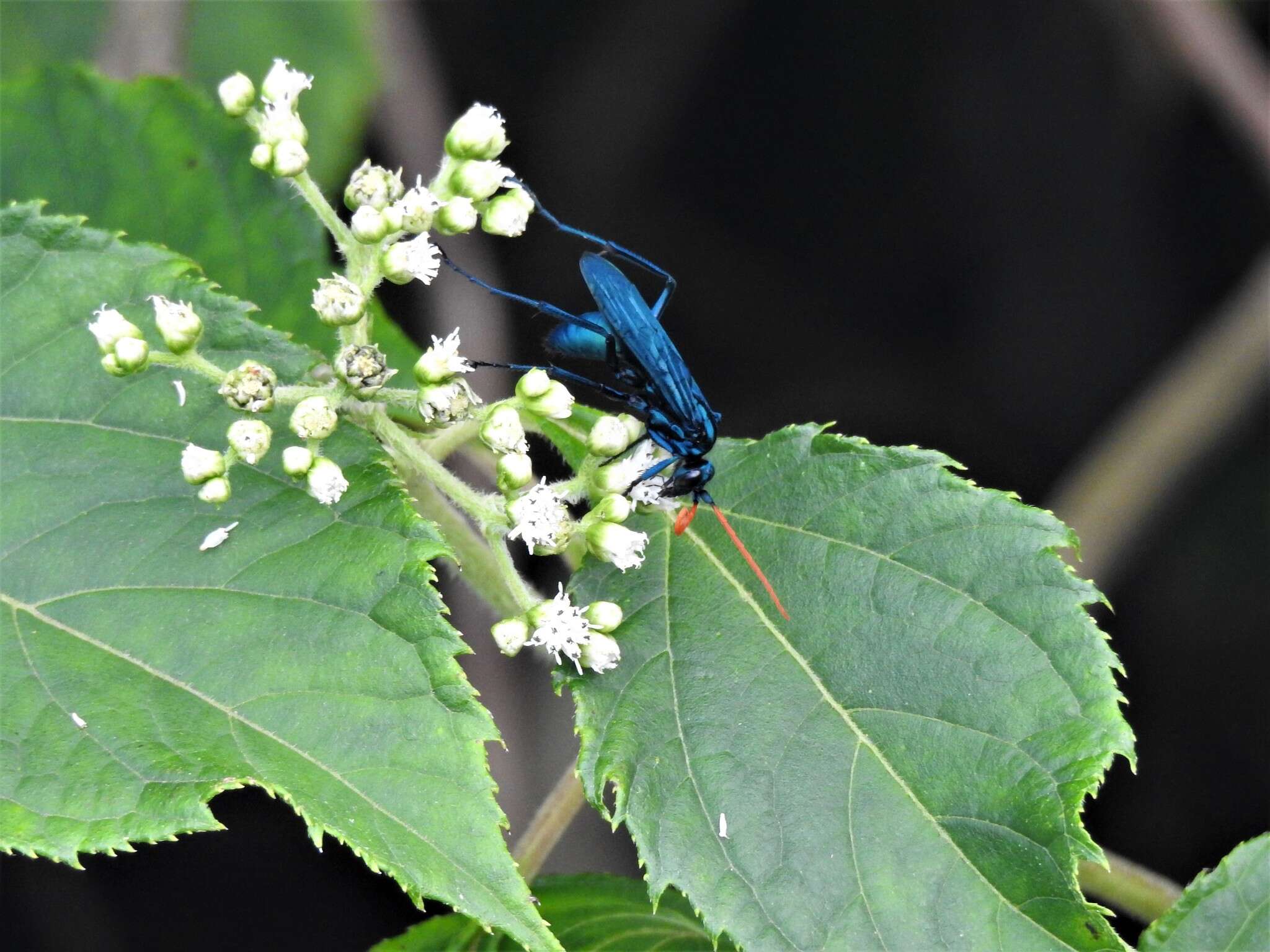 صورة Pepsis ruficornis (Fabricius 1775)