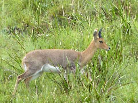 Image of Mountain Reedbuck