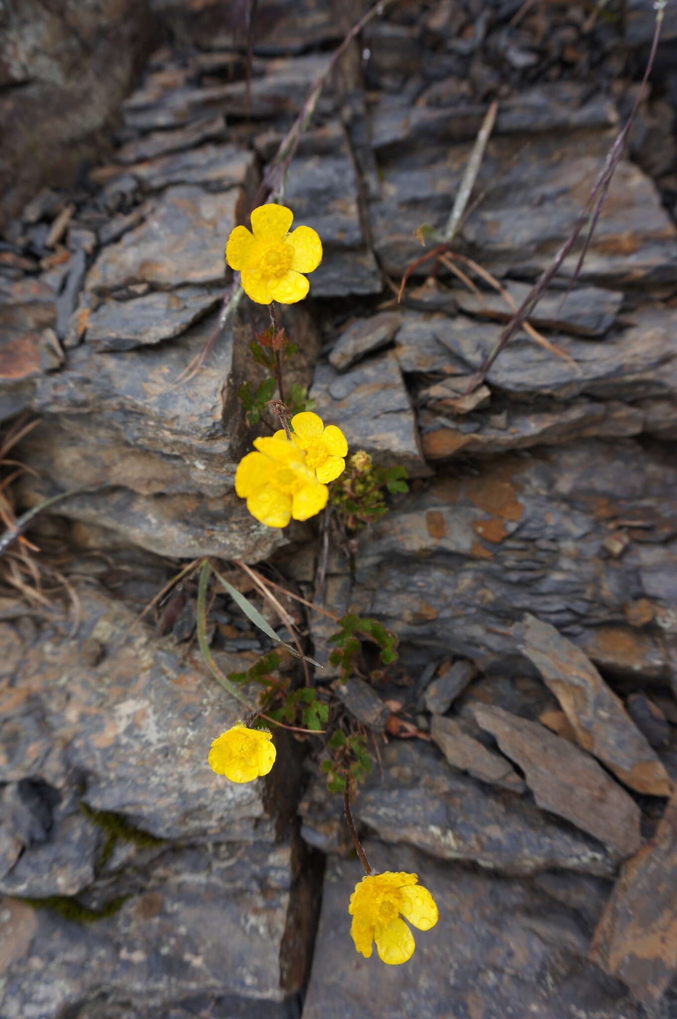 Imagem de Ranunculus formosamontanus Ohwi