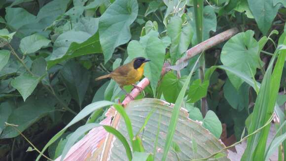 Image of Olive-crowned Yellowthroat