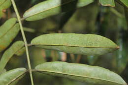 <i>Andira taurotesticulata</i>的圖片