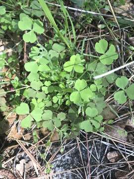 Image of Oxalis laxa Hook. & Arn.