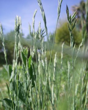 Image of <i>Festuca indigesta</i> Boiss.