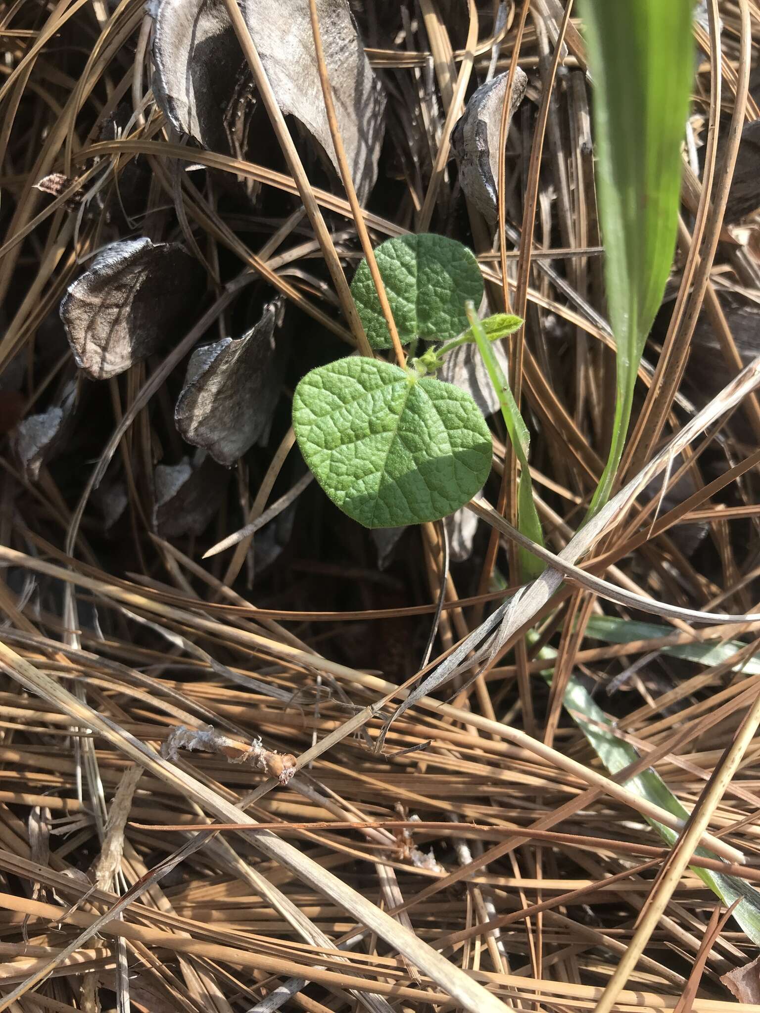 Image of dollarleaf