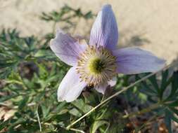 Image of Porcupine River thimbleweed