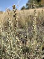 Image of Wyoming threetip sagebrush