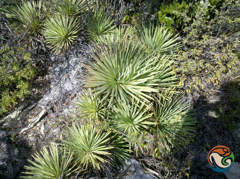 Imagem de Agave petrophila A. García-Mend. & E. Martínez