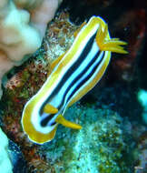 Sivun Chromodoris quadricolor (Rüppell & Leuckart 1830) kuva