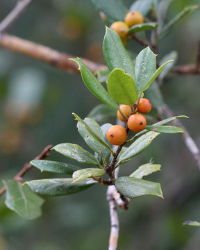 Image of American holly