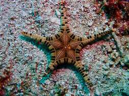 Image of Double Sea Star