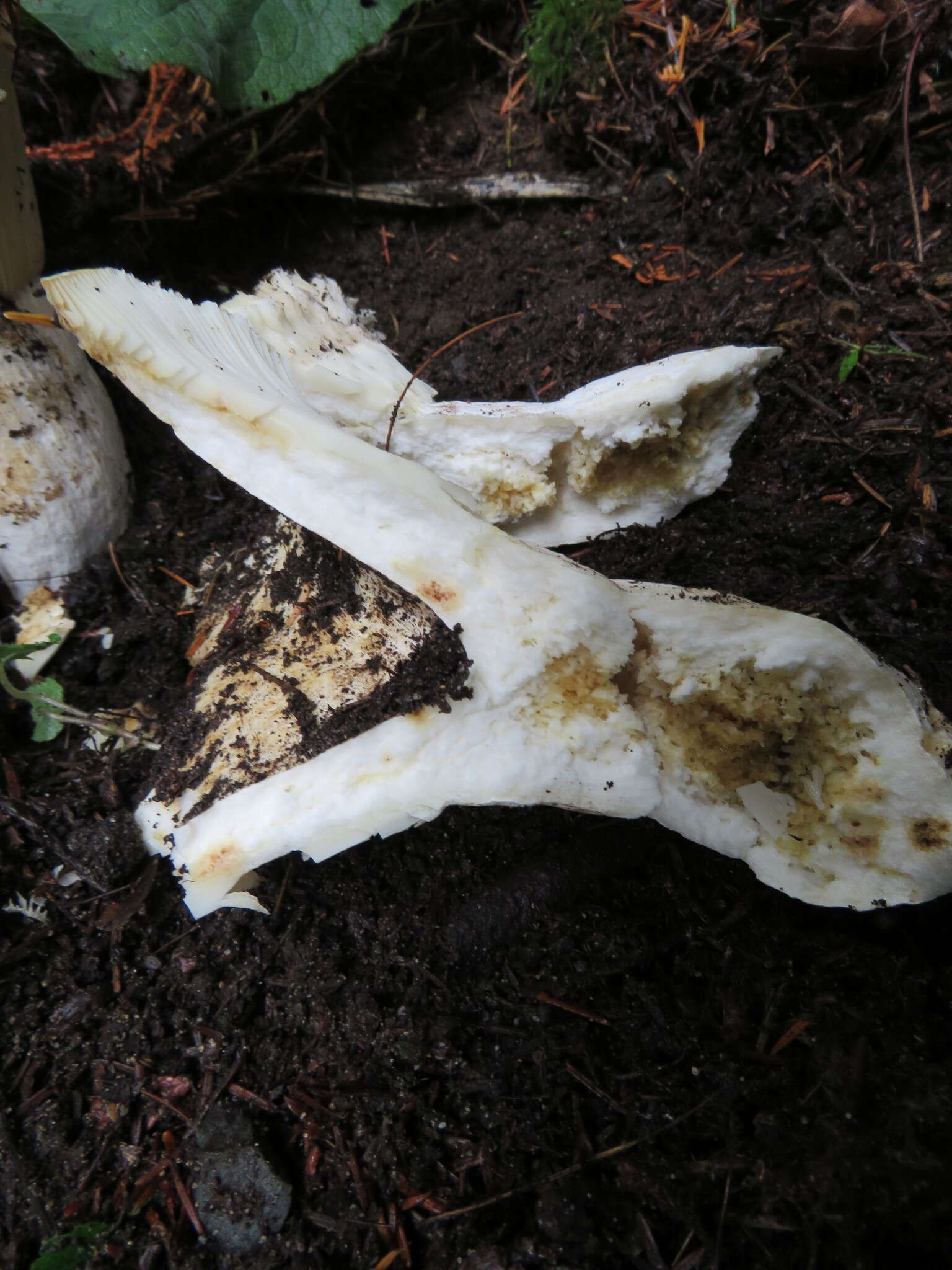 Image of Russula brevipes Peck 1890