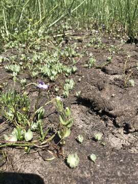 Image of Boggs Lake hedgehyssop