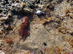 Image of Tehuelche octopus