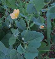 Image of Abutilon austroafricanum Hochr.