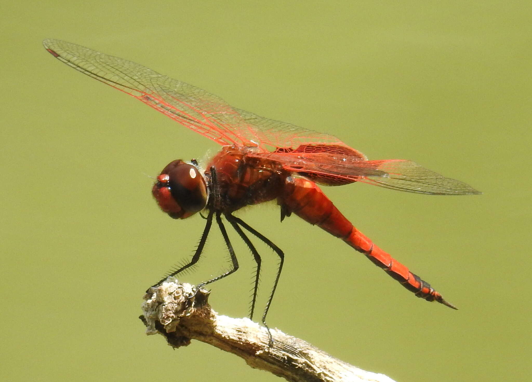 Image of Tramea stenoloba (Watson 1962)