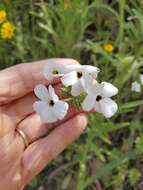 Image of mustang clover