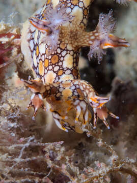 Image of Swimming nudibranch