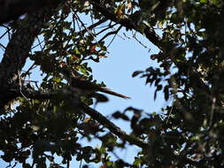 Image of Yellow-billed Cuckoo