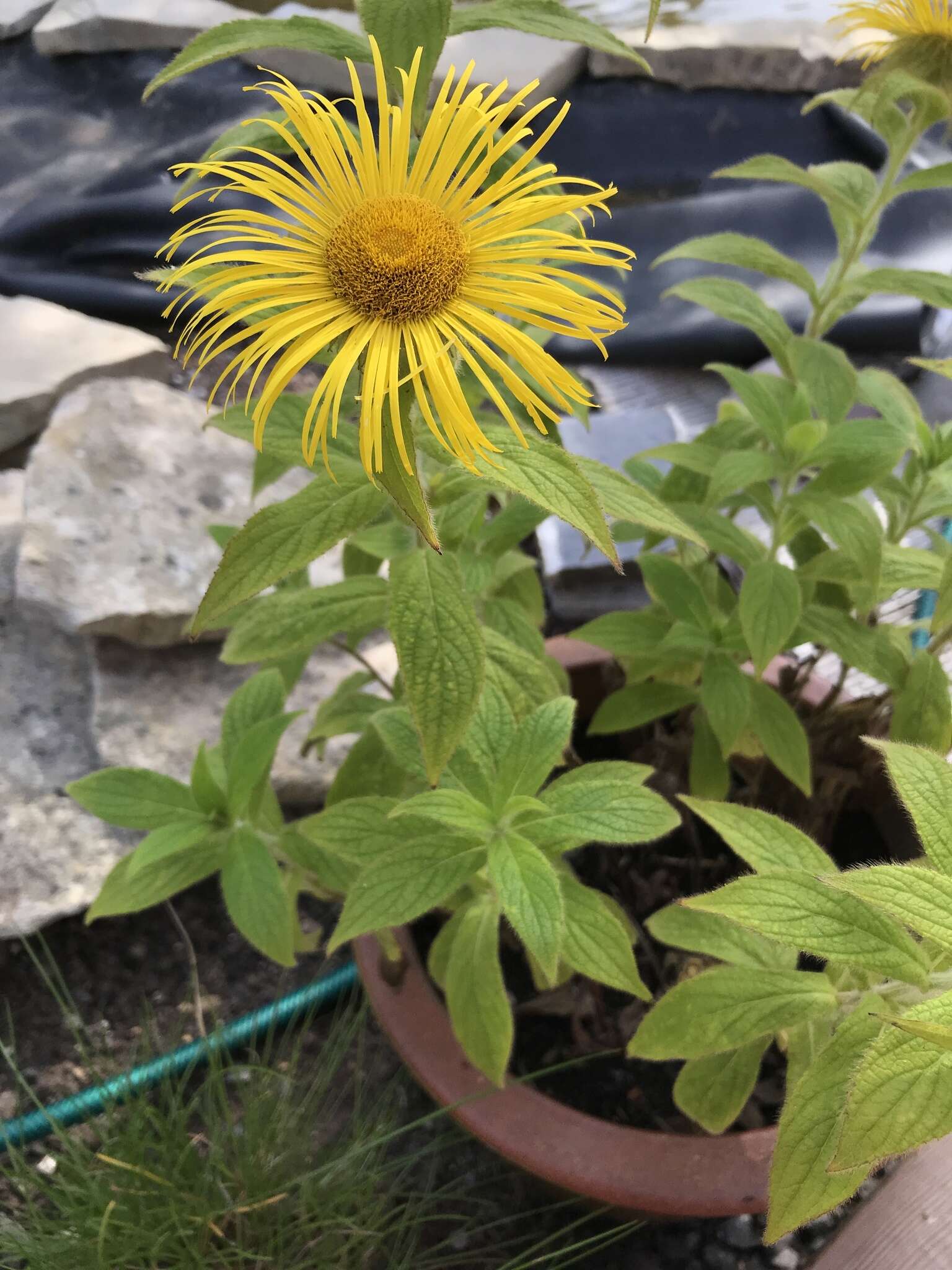 Image of Hooker's inula