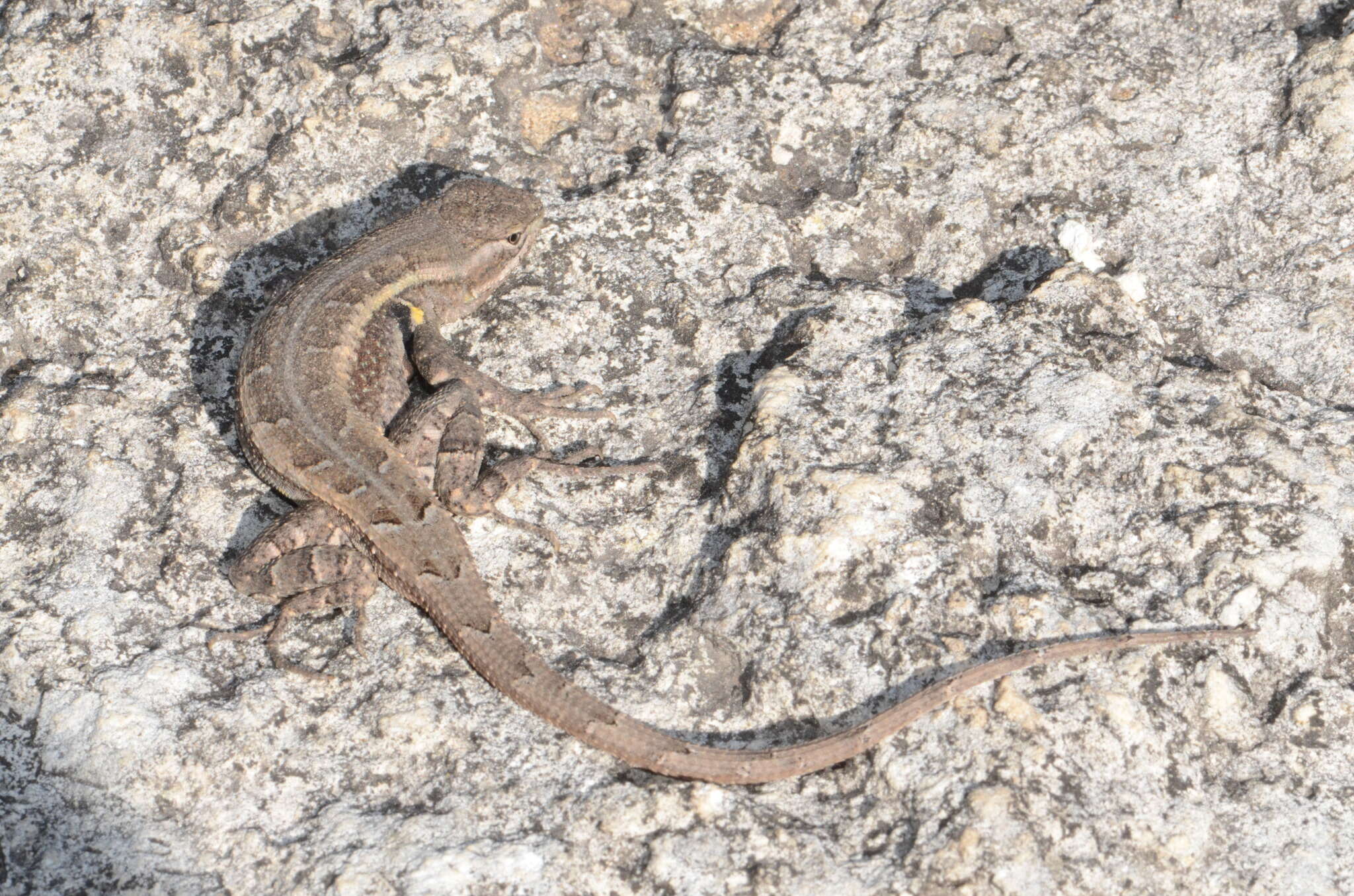 Image of Rose-bellied Lizard