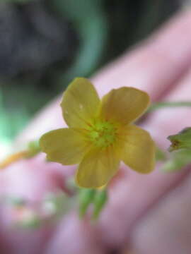 Image of Oxalis peduncularis Kunth