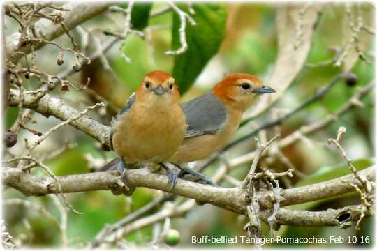 Image of Buff-bellied Tanager