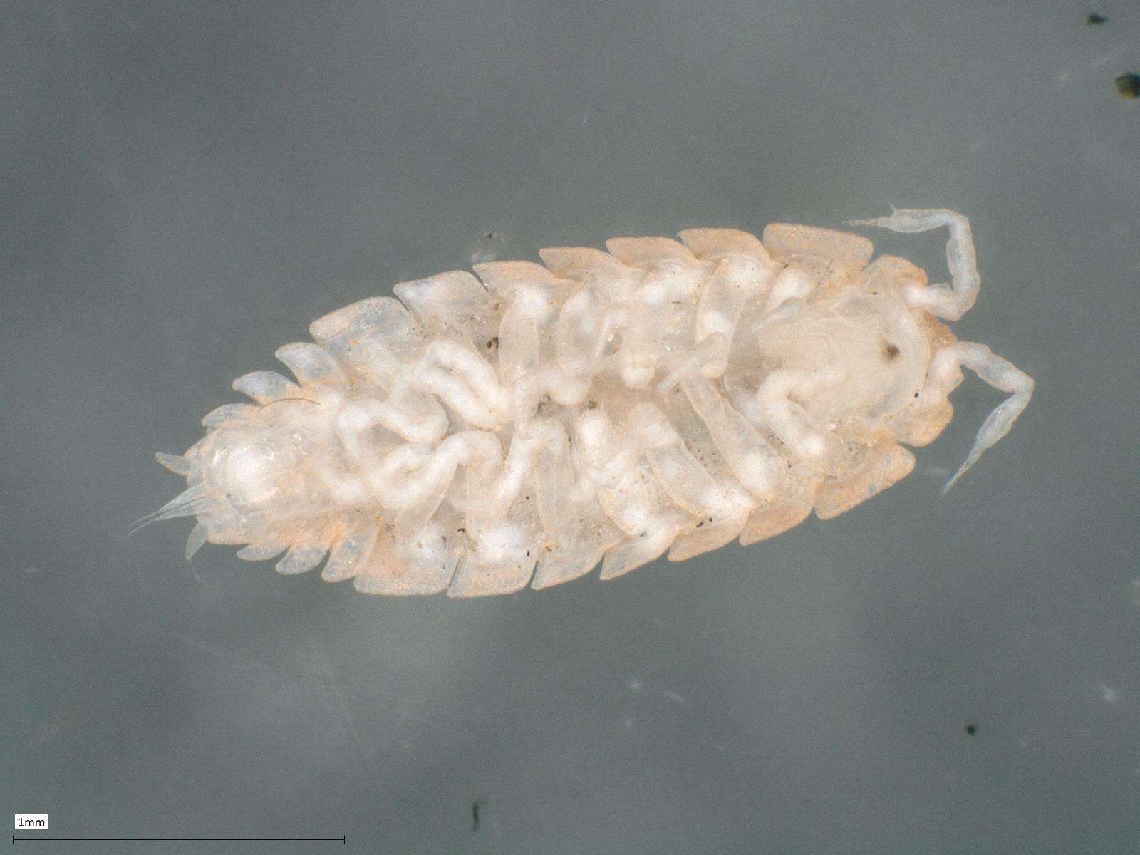 Image of Haplophthalmus mengii (Zaddach 1844)